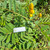 Ketepeng Cina ( Senna Alata ) Candle Bush, 780 Grams