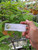 Asam Jawa (Tamarindus indica) Tamarind, 180 Grams