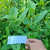 Senggugu (Rotheca serrata) Blue Fountain Bush, 90 Grams