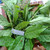Senggugu (Rotheca serrata) Blue Fountain Bush, 360 Grams