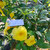 Alamanda (Allamanda cathartica) Golden Trumpet, 90 Grams