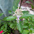 Alamanda (Allamanda cathartica) Golden Trumpet, 360 Grams