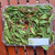 Alamanda (Allamanda cathartica) Golden Trumpet, 360 Grams