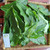 Alamanda (Allamanda cathartica) Golden Trumpet, 600 Grams
