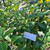 Alamanda (Allamanda cathartica) Golden Trumpet, 600 Grams