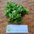 Seledri (Apium graveolens ) Celery, 180 Grams