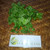Seledri (Apium graveolens ) Celery, 600 Grams