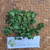 Seledri (Apium graveolens ) Celery, 600 Grams