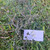 Tapak Liman (Elephantopus scaber) Elephant's Foot, 90 Grams