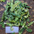 Tapak Liman (Elephantopus scaber) Elephant's Foot, 180 Grams