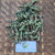 Tapak Liman (Elephantopus scaber) Elephant's Foot, 780 Grams