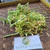 Bunga Pepaya (Carica Papaya) Flower Dried, 200 Grams