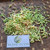 Bunga Pepaya (Carica Papaya) Flower Dried, 450 Grams