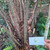 Salak (Salacca zalacca) snakefruit, 780 Grams