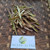 Kulit Batang Kersen (Muntingia calabura) Kersen Bark Dried, 90 Grams
