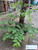 Kulit Batang Kersen (Muntingia calabura) Kersen Bark Dried, 90 Grams