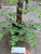 Kulit Batang Kersen (Muntingia calabura) Kersen Bark Dried, 180 Grams