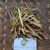 Kulit Batang Kersen (Muntingia calabura) Kersen Bark Dried, 780 Grams