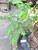 Kulit Batang Kersen (Muntingia calabura) Kersen Bark Dried, 780 Grams