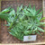 Jarak Tintir (Jatropha multifida) Coralbush, 180 Grams