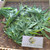 Jarak Tintir (Jatropha multifida) Coralbush, 600 Grams