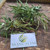 Jarak Tintir (Jatropha multifida) Coralbush, 600 Grams