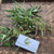 Jarak Tintir (Jatropha multifida) Coralbush, 600 Grams
