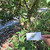 Sawo (Manilkara zapota) Sapodilla, 90 Grams
