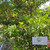 Sawo (Manilkara zapota) Sapodilla, 180 Grams