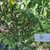 Sawo (Manilkara zapota) Sapodilla, 600 Grams