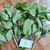 Cocor Bebek (Kalanchoe pinnata) Cathedral Bells, 600 Grams