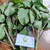 Cocor Bebek (Kalanchoe pinnata) Cathedral Bells, 600 Grams