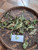 Cocor Bebek (Kalanchoe pinnata) Cathedral Bells, 780 Grams