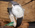 Angled view of the Radar automatic vintage watch on wood, showing the silver dial, stainless steel case, original hang tag and classic dress-watch profile.