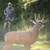 BIG Shooter Buck 3D Target 72000