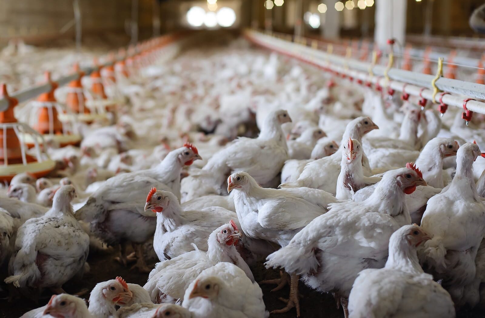 Poultry Systems