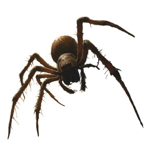 Giant Aggressive Spider Vinyl Car Decal Sticker – Waterproof & UV-Resistant 8"