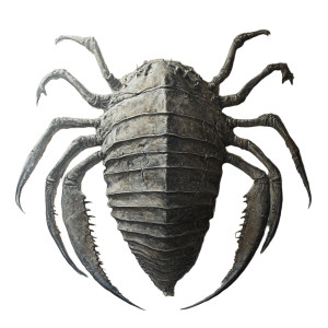 Trilobite Vinyl Car Decal Sticker – Waterproof & UV-Resistant 8" Trilobite Vinyl Car Decal Sticker – Waterproof & UV-Resistant 8"