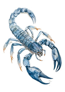 Hyperrealistic Scorpio Tattoo Vinyl Car Decal Sticker – Waterproof & UV-Resistant 8"