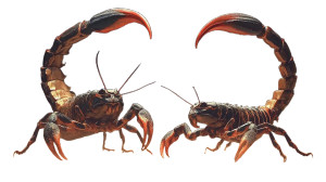 Two Scorpions Vinyl Car Decal Sticker – Waterproof & UV-Resistant 8"