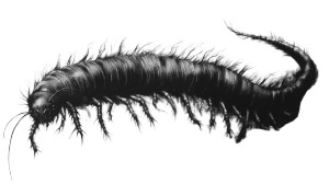Mythical Centipede Creature Vinyl Car Decal Sticker – Waterproof & UV-Resistant 8" Mythical Centipede Creature Vinyl Car Decal Sticker – Waterproof & UV-Resistant 8"