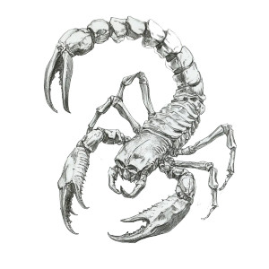 Bone Scorpion Sketch Vinyl Car Decal Sticker – Waterproof & UV-Resistant 8"