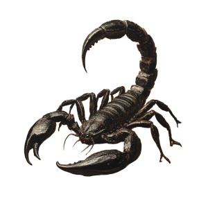 Baroque Scorpion Vinyl Car Decal Sticker – Waterproof & UV-Resistant 8" Baroque Scorpion Vinyl Car Decal Sticker – Waterproof & UV-Resistant 8"