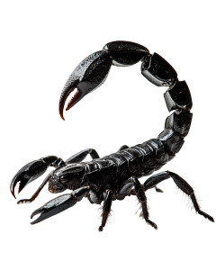 Black Scorpion Art V3 Vinyl Car Decal Sticker – Waterproof & UV-Resistant 8"