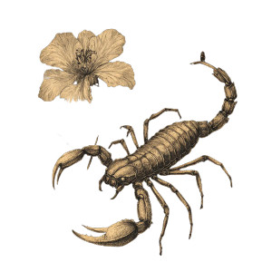 Scorpion With Flower Vinyl Car Decal Sticker – Waterproof & UV-Resistant 8" Scorpion With Flower Vinyl Car Decal Sticker – Waterproof & UV-Resistant 8"