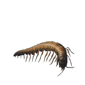 Giant Forest Centipede Vinyl Car Decal Sticker – Waterproof & UV-Resistant 8"