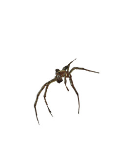 Spider Emergence Vinyl Car Decal Sticker – Waterproof & UV-Resistant 8" Spider Emergence Vinyl Car Decal Sticker – Waterproof & UV-Resistant 8"