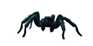 Realistic Black Spider Vinyl Car Decal Sticker – Waterproof & UV-Resistant 8"