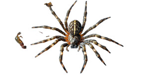 Prehistoric Spider Web Vinyl Car Decal Sticker – Waterproof & UV-Resistant 8"