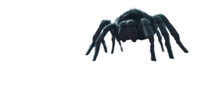 Hyper-Realistic Tarantula Chase Vinyl Car Decal Sticker – Waterproof & UV-Resistant 8" Hyper-Realistic Tarantula Chase Vinyl Car Decal Sticker – Waterproof & UV-Resistant 8"